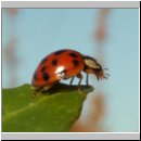 Harmonia axyridis - Asiatischer Marienkaefer 33.jpg
